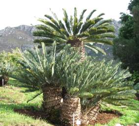 Transport permits for Cycads